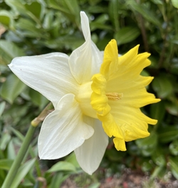 Narcis Goblet 8 løg